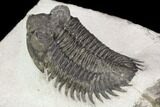 Coltraneia Trilobite Fossil - Huge Faceted Eyes #125235-3